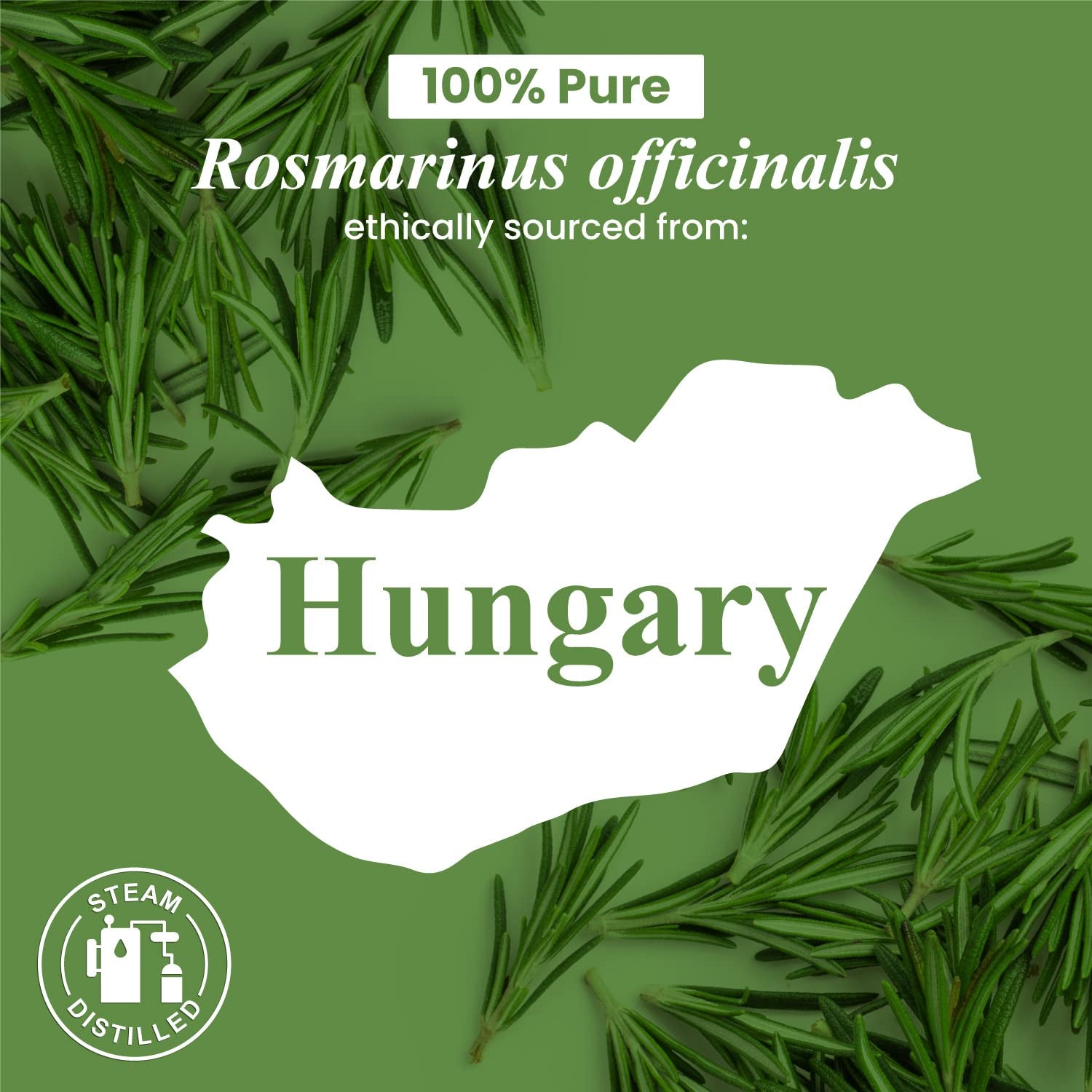 Handcraft Blends Rosemary Essential Oil - Huge 4 Fl Oz - 100% Pure and Natural -
